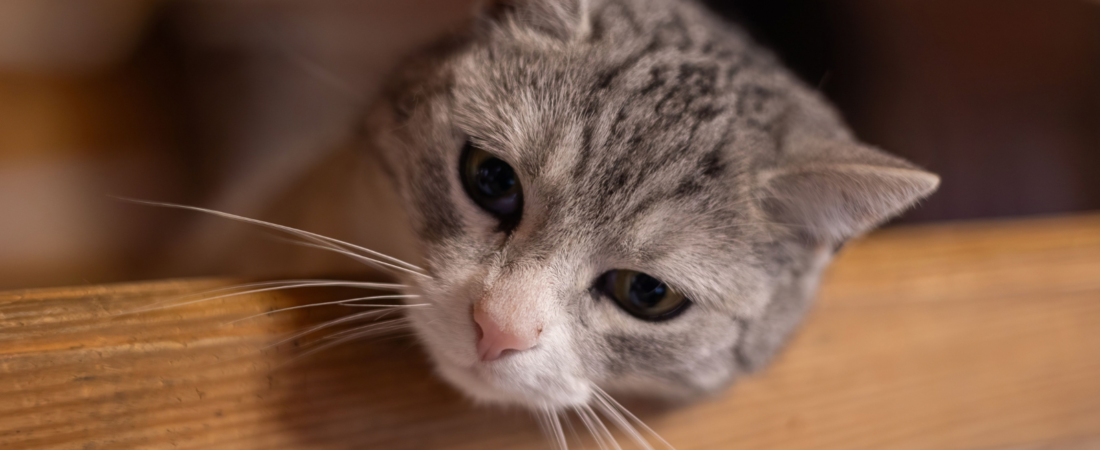 Is Your Cat Bored? 6 Subtle Signs You Might Be Missing
