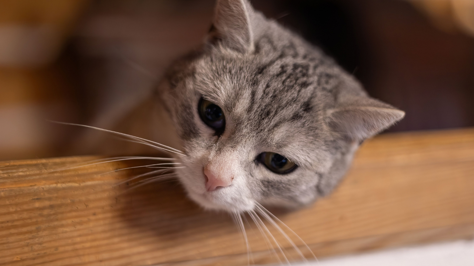 Is Your Cat Bored? 6 Subtle Signs You Might Be Missing