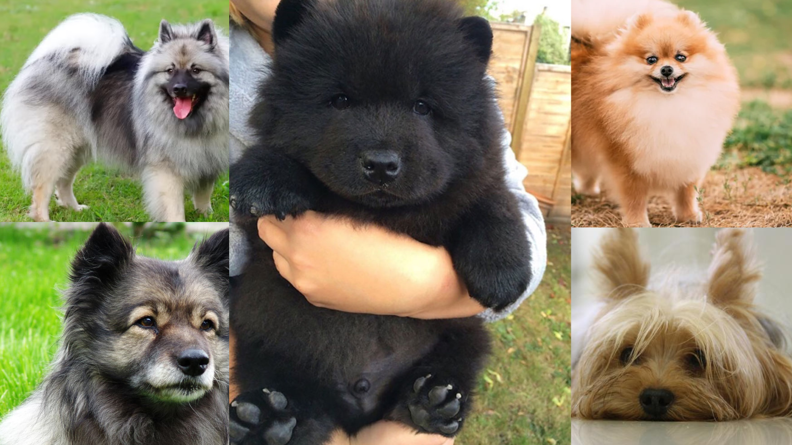 10 Dog Breeds That Look Like Little Bears (And Their Personalities)