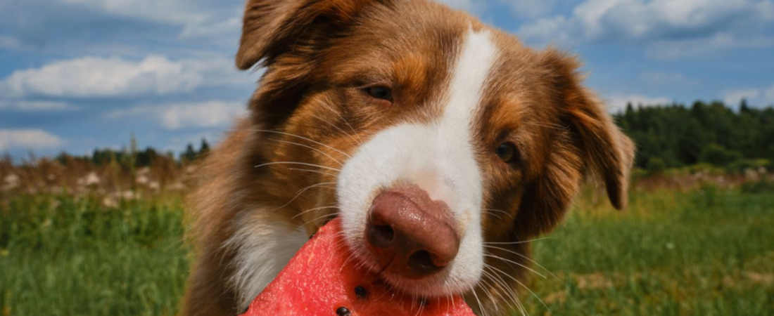 Can Dogs Eat Watermelon? What Every Owner Needs to Know First