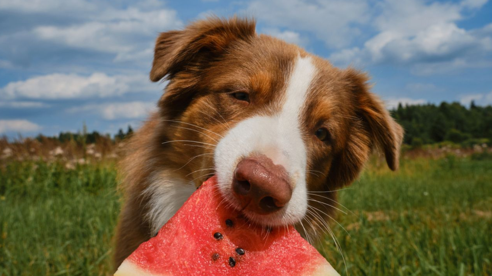 Can Dogs Eat Watermelon? What Every Owner Needs to Know First