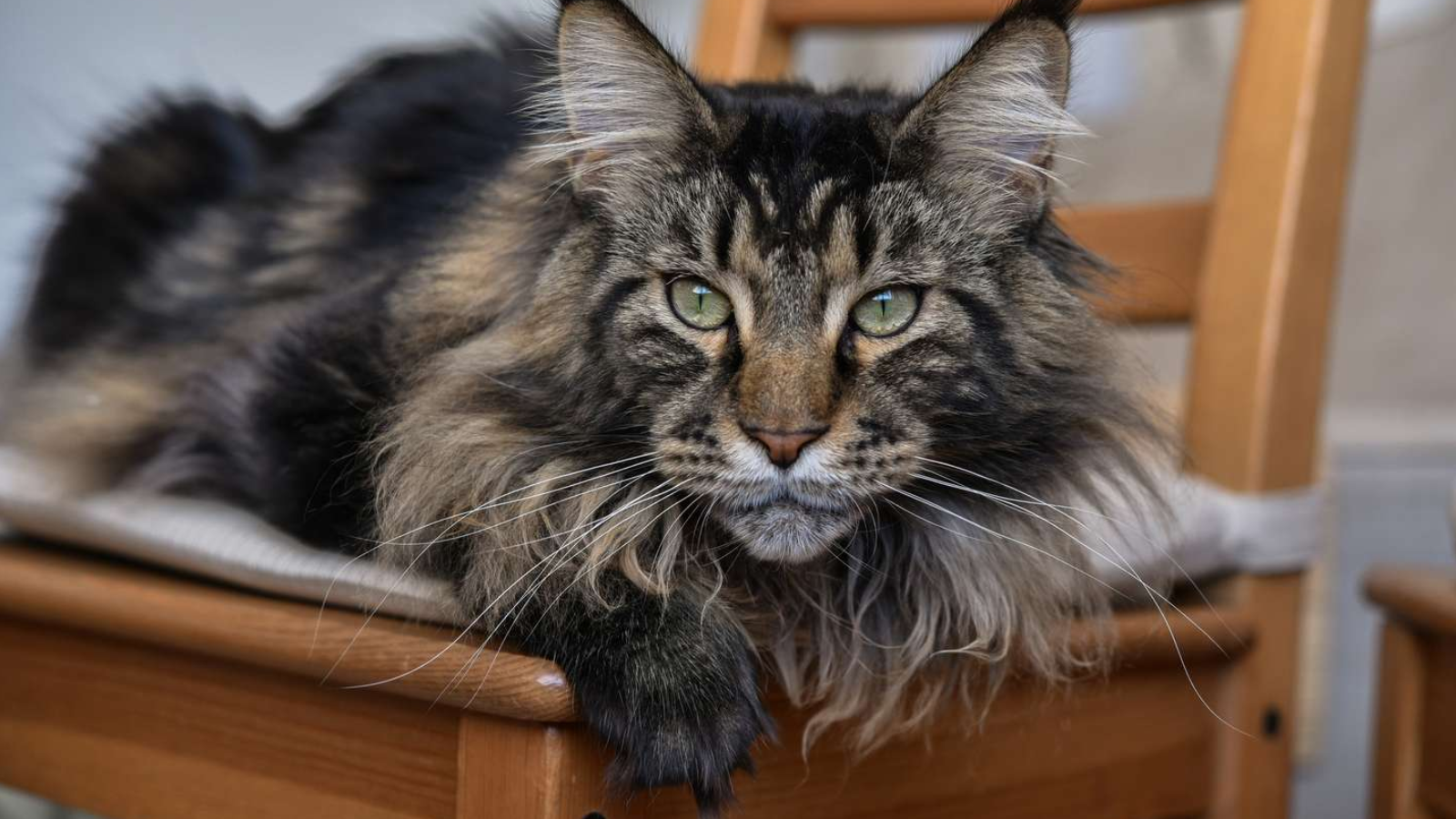 The Top 8 Calmest Cat Breeds for Quiet Homes