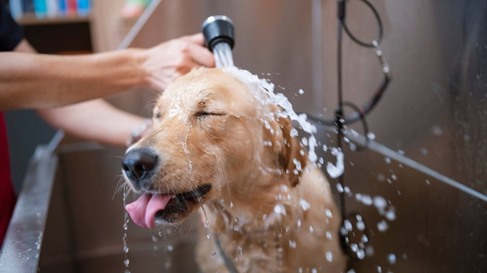 How Often Should You Really Wash Your Dog? The Expert Answer