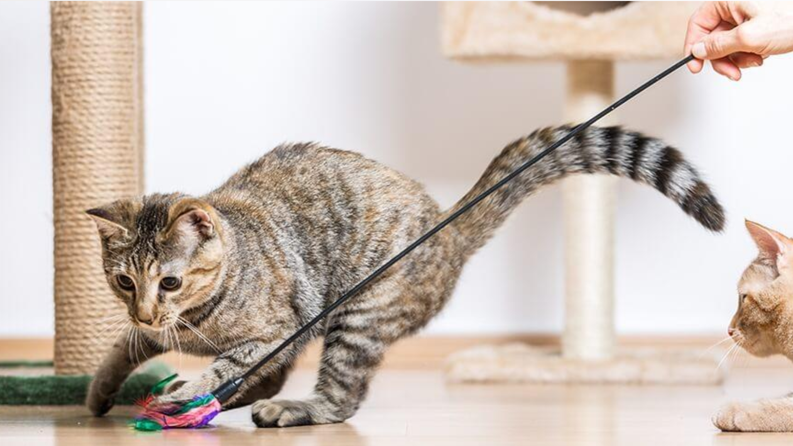 5 Warning Signs Your Indoor Cat Isn’t Getting Enough Exercise