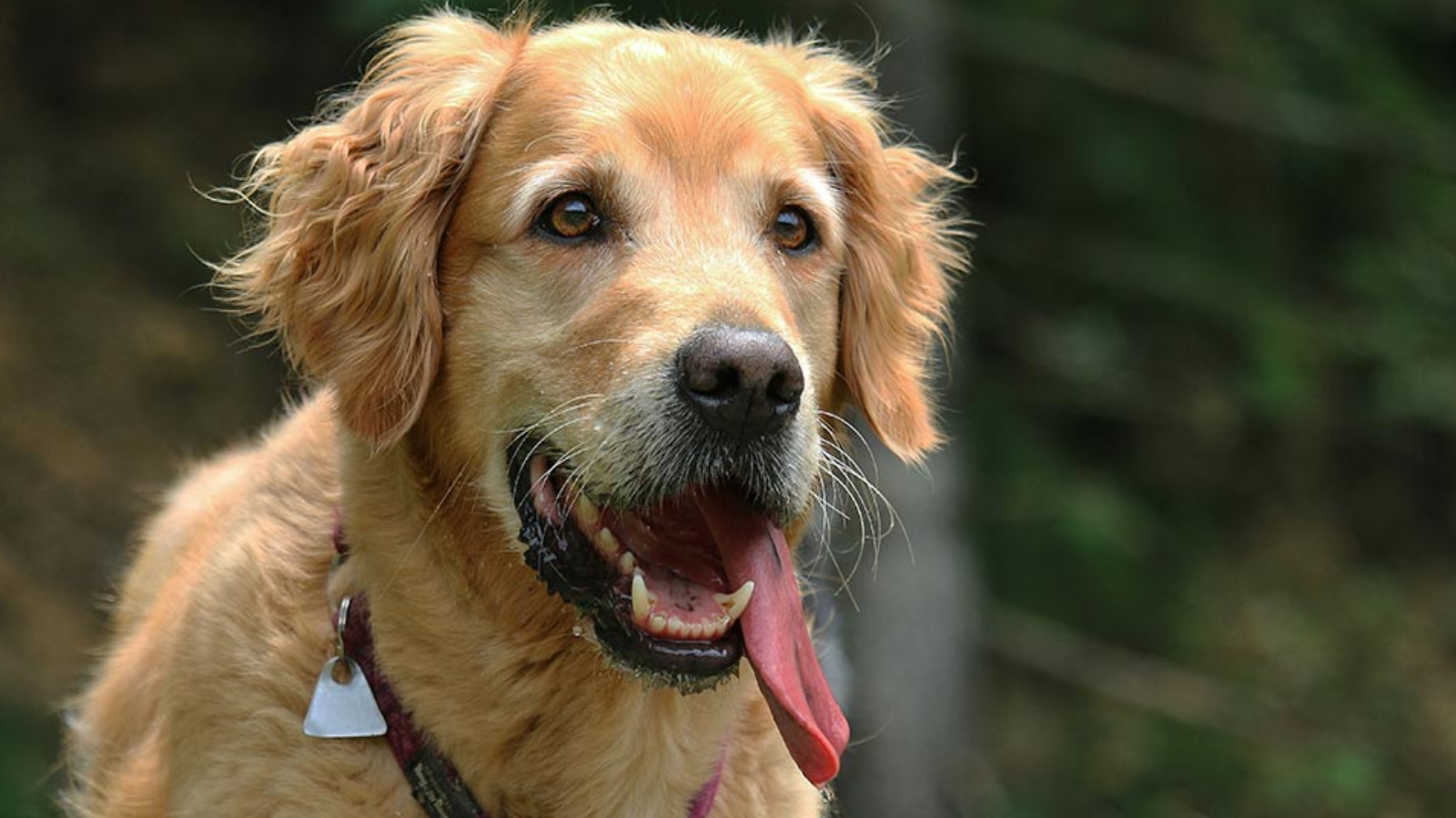 Why Is My Dog Panting So Much? Causes, Warning Signs, and Solutions