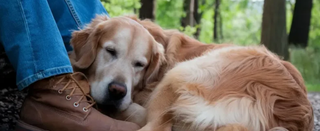 Why Does My Dog Sleep on My Feet? 5 Heartwarming Reasons