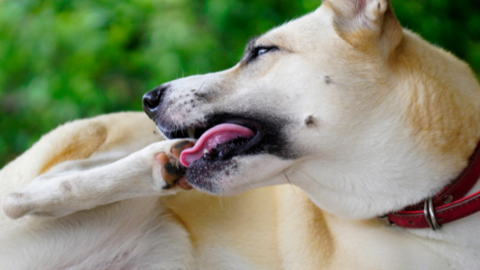 Why Do Dogs Lick Their Paws Constantly? When to Worry